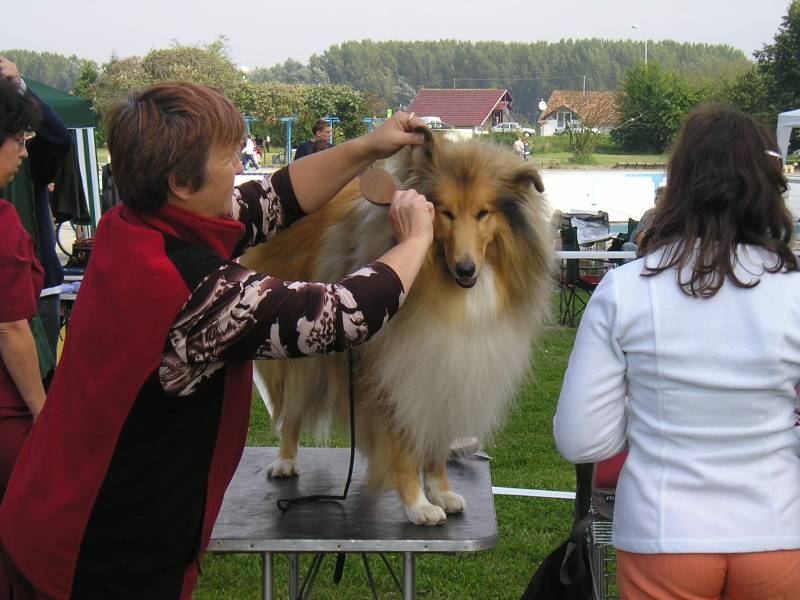 e(t)kajui Lassie

Photo: [url=http://www.osijek031.com/profile.php?mode=viewprofile&u=374]42[/url]

Kljune rijei: osijek cacib