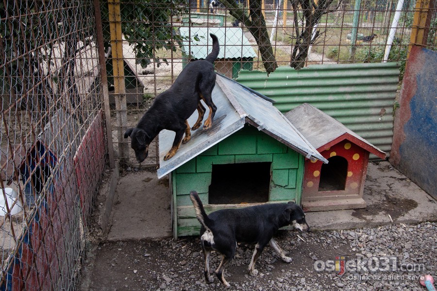 Azil za pse - subotnja etnja (listopad 2014.)

