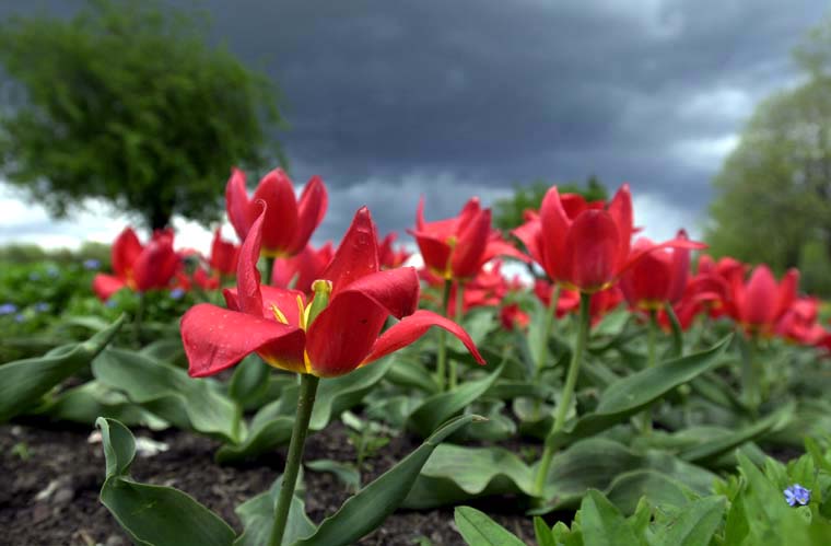 Oluja...

Priroda je juer jo jednom dokazala koliko je nepredvidiva..Vrijeme je bilo u najmanju ruku udljivo, a sunce i kia izmjenjivali su se u nekoliko navrata. Nadamo se da e nad ovim tulipanima na promenadi vrlo brzo osvanuti sunce...

photo: Roko031

