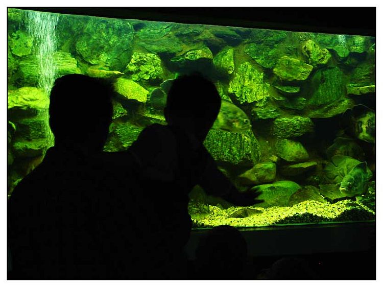 Tata, vidi riba!


Photo: [url=http://www.osijek031.com/profile.php?mode=viewprofile&u=352]kcimer[/url]
[url=http://compactmagic.blog385.com]compactmagic blog[/url]

Kljune rijei: osijek zoo