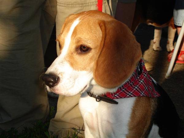 Beagle

Photo: Gemi

Kljune rijei: osijek beagle zatita ivotinja psi eksperimenti
