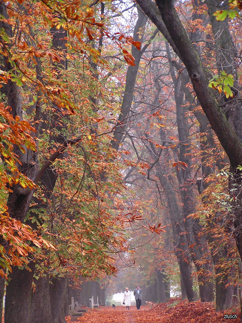 Jesen u parku

Photo: Zvonimir Lusch

Kljune rijei: osijek jesen u parku