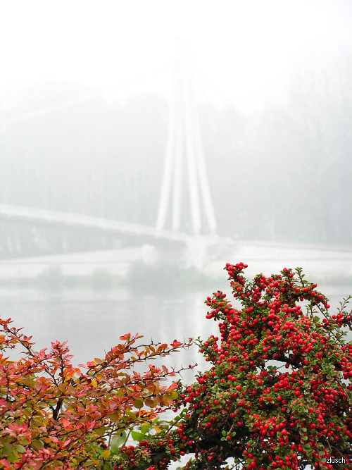 Boje jeseni

Photo: Zvonimir Lusch

Kljune rijei: osijek jesen most magla