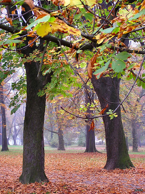 U gradskoj umi

Boje hladnog i maglovitog studenog u najveoj gradskoj umi....
Photo: Zvonimir Lusch

Kljune rijei: osijek park jesen lie osjeki parkovi