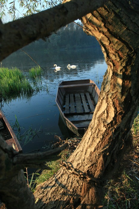 Stara Drava ovih dana

Photo: Sikki

Kljune rijei: osijek drava labudovi