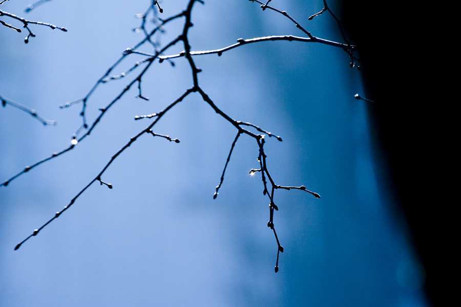 Zamalo stiglo proljee ?!

Foto: sikki

Kljune rijei: grana kap drvo