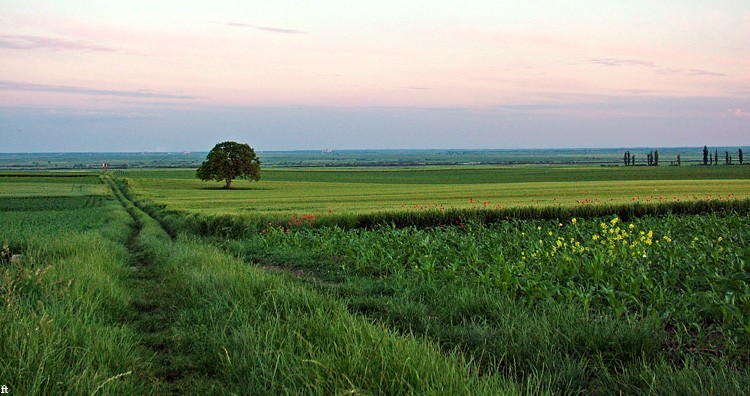 U polju

Photo: Filip Tot

Kljune rijei: polje mak drvo ravnica tot