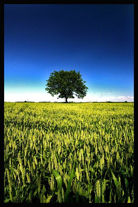 Usamljeno stablo

Photo: Samir Kurtagi

Kljune rijei: polje drvo samir