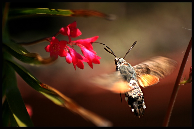 Lovac u mutnom

Photo: Samir Kurtagi

Kljune rijei: kukac cvijet samir