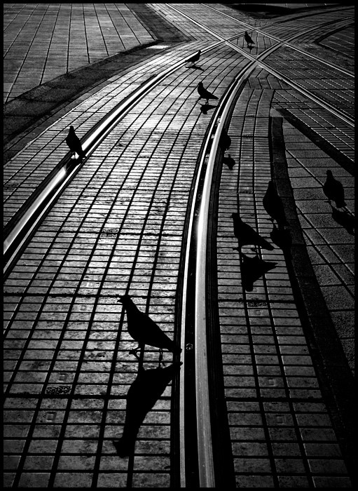 U etnji

Photo: Ivan Sekol

Kljune rijei: golubovi grad osijek trg ivan sekol