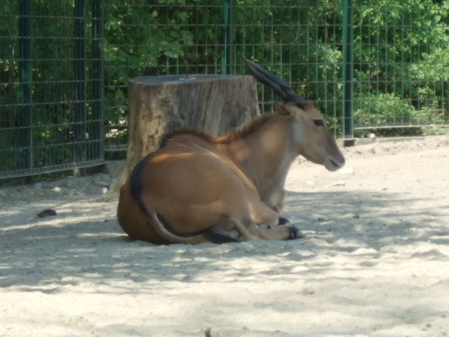Zoo vrt Zagreb

