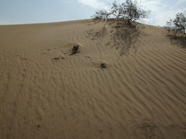Pustinja 1

