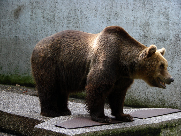 medvjed

Kljune rijei: medvjed bear