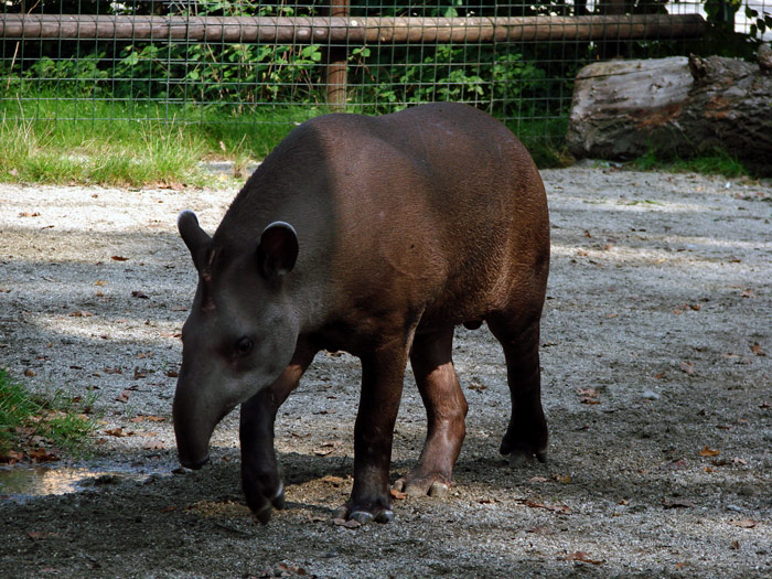 tapir

Kljune rijei: tapir
