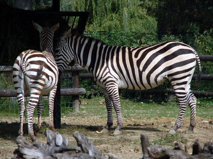 zebre

Kljune rijei: zebra