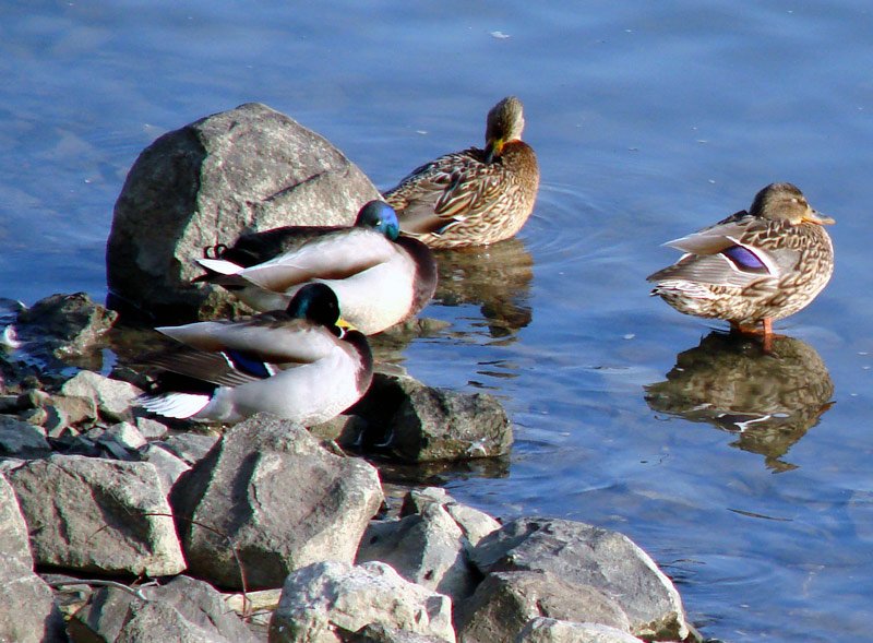patke na Dravi

Kljune rijei: patka patak duck drava