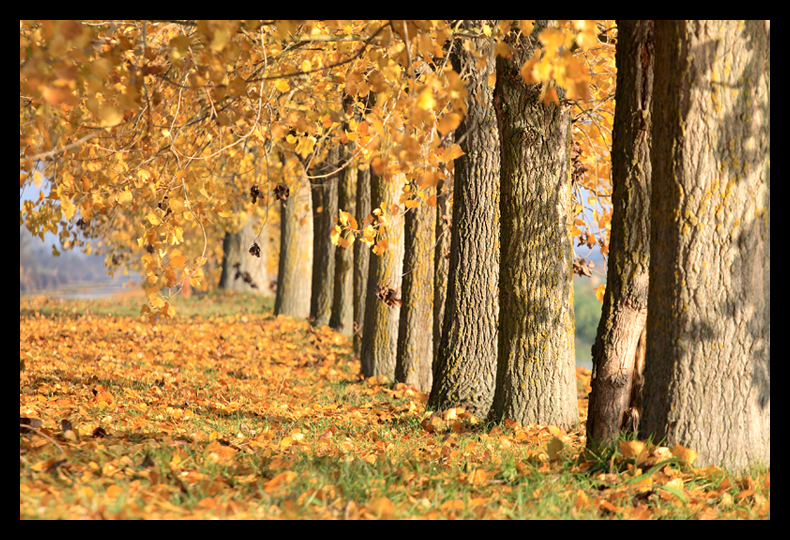 Autumn atmosphere

Foto: [b]Osmanagic Senad[/b]

Kljune rijei: autumn jesen