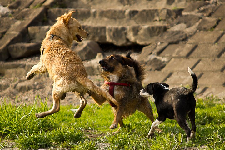 Razigrani psi

Foto: [b]Zoran Beli[/b]

Kljune rijei: psi pas igra