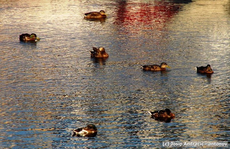 Plutajue patke...

Foto: Josip Andrai - Antonov

Kljune rijei: patka 