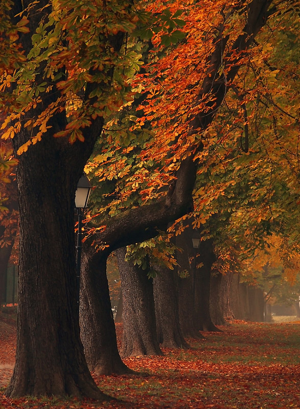 Jesenji niz

Foto: [b]Jasmina Gorjanski[/b]

Kljune rijei: jesen park lisce 