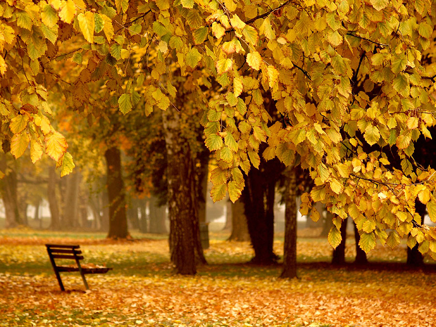 Jesen u parku

Foto: [b]Jasmina Gorjanski[/b]

Kljune rijei: jesen park lisce