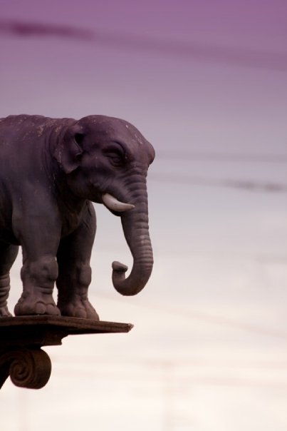 Slon

Foto: [b]Vladimir ivkovi[/b]

Kljune rijei: slon 