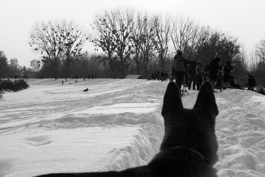 Promatrajui ljude

Foto: [b]Mario A. Benc[/b]

Kljune rijei: pas snijeg pogled
