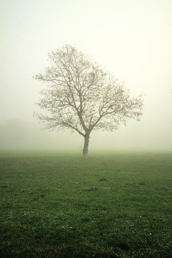 Drvo u magli

Foto: [b]Vladimir ivkovi[/b]

Kljune rijei: drvo magla priroda trava zeleno