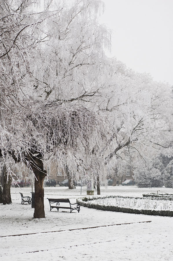 Bijeli park

Foto: Ante Delač

Ključne riječi: drvo snijeg bijelo  park