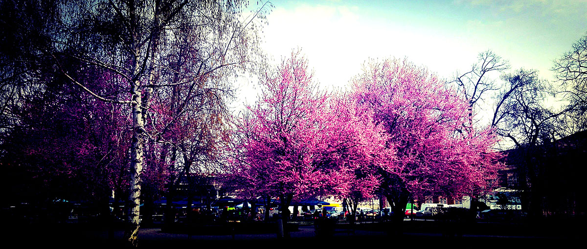 Boja proljea

Foto: Maja Petrievi

Kljune rijei: Rora Proljece Drvece Priroda