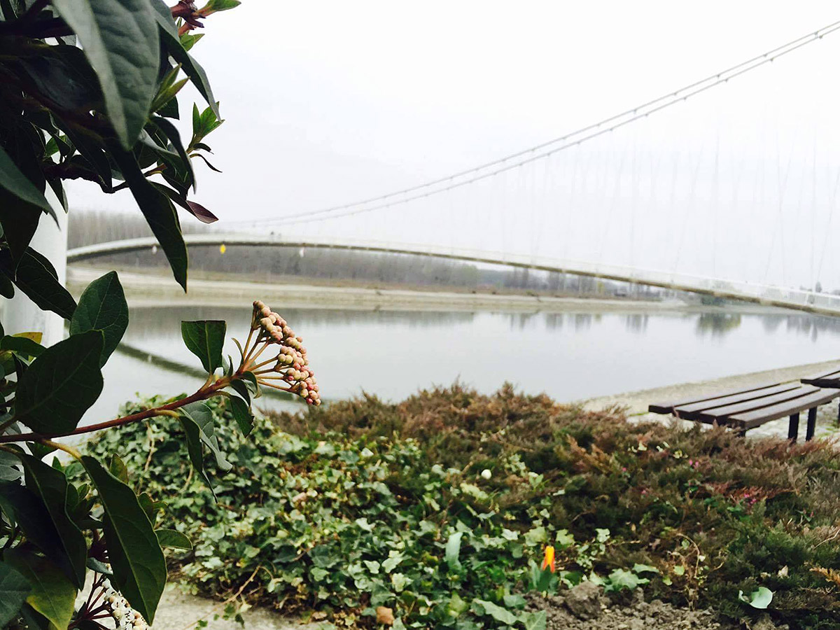 Prije cvjetanja

Foto: Nevena Jovii

Kljune rijei: Most Drava Cvijet