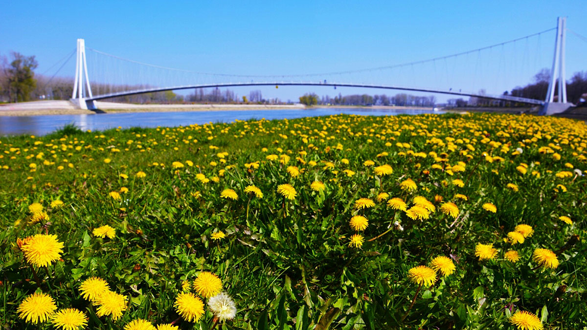 U puno cvatu

Foto: Zvonimir Grubii

Kljune rijei: Maslacak Most Drava
