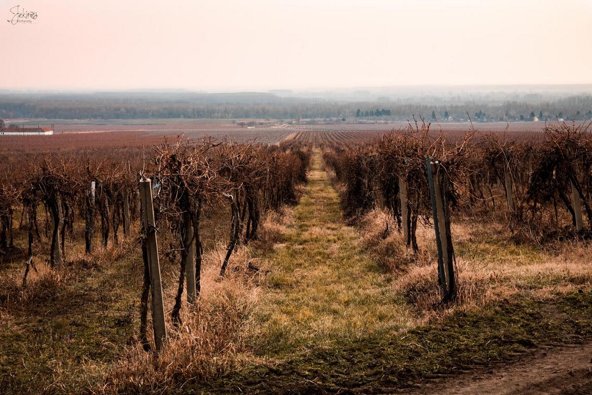 Erdutski vinogradi 

Foto: Inja Pavli

Kljune rijei: Vinograd Erdut Priroda