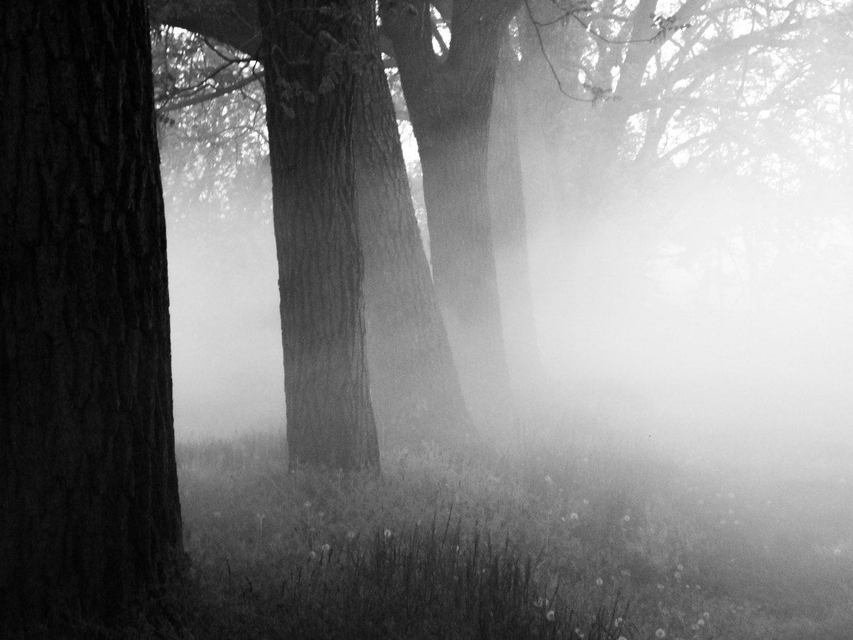 Magla

Foto: Matej Seletkovi

Kljune rijei: Magla Drvece Priroda
