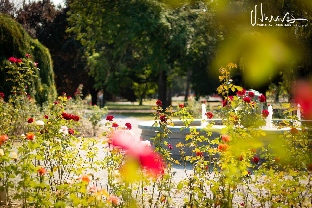 Rue u parku

Foto: Vatroslav Haramustek‎ 

Kljune rijei: Ruze Cvijece Park Priroda Ljeto