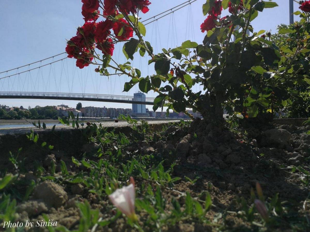 Kroz cvijee

Foto: Sinia Vrane

Kljune rijei: Cvijece Most Priroda Proljece