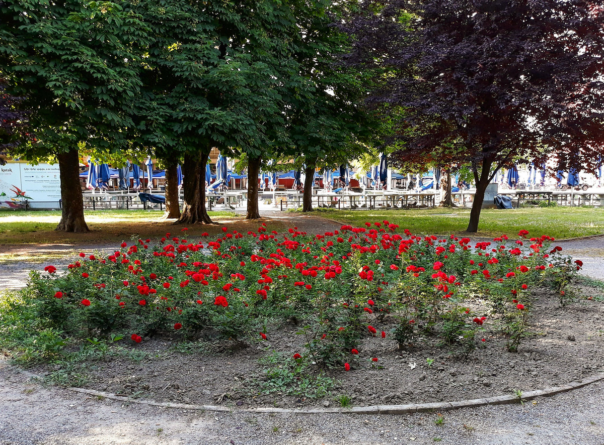 Cvijee

Foto: Davor Molnar

Kljune rijei: Cvijece Park Trznica Ruze