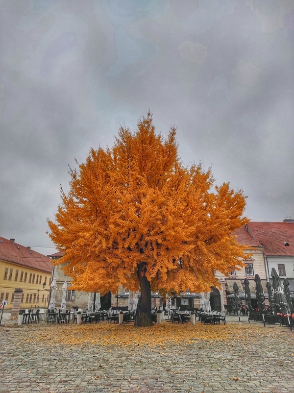 Ginko

Foto: Igor Josipovi

Kljune rijei: Ginko Drvo Priroda Tvrda Jesen