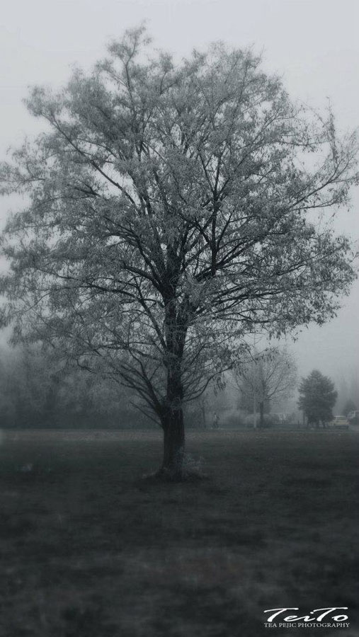 Stablo

Foto: Tea Peji

Kljune rijei: stablo zima mraz