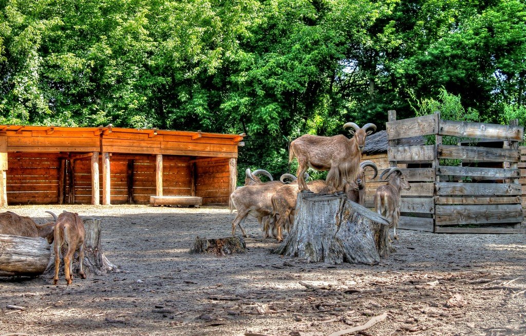 Osjeki ZOO

Foto: Ruica Petrievi

Kljune rijei: Osijek zoo koze