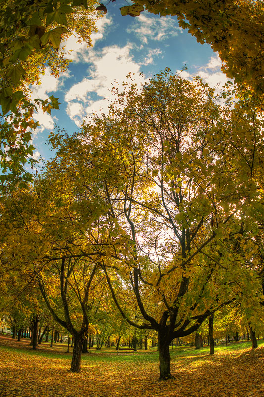 Jesen

Foto: Josip utuni

Kljune rijei: jesen lie drvee