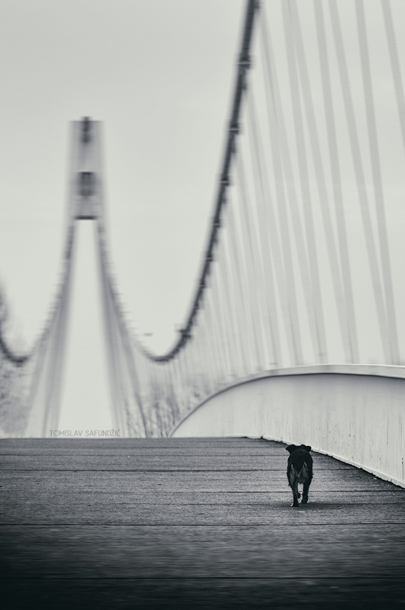Na mostu

Foto: Tomislav Safundi

Kljune rijei: pas na mostu most