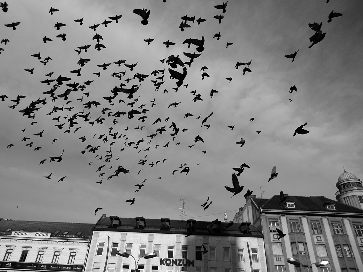 Golub ili dva..

Foto: Vlatka ali

Kljune rijei: golub golubi cb crno bijelo grayscale b&w