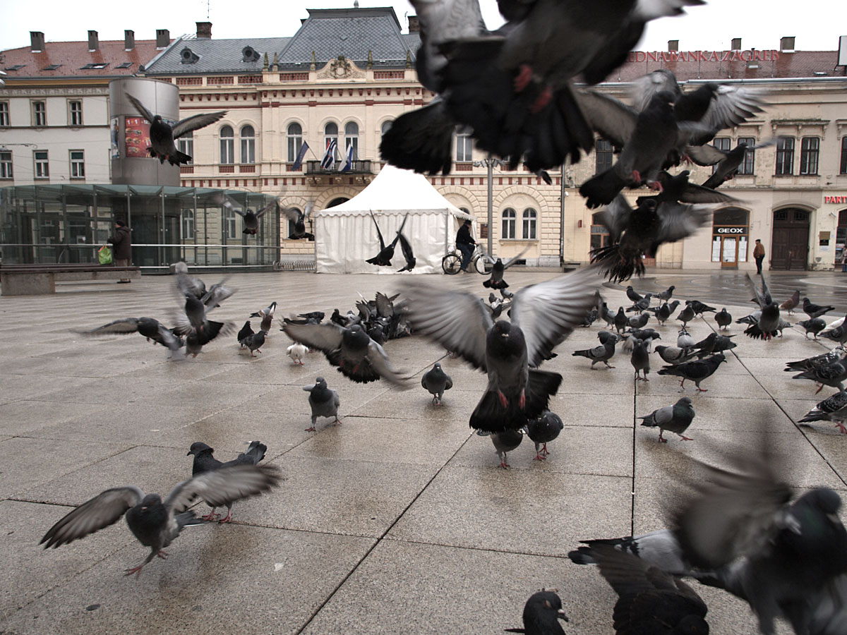 Polijetanje!

Foto: Vladimir Brajkovi

Kljune rijei: vrijeme rucka hranjenje golubova trg polijetanje