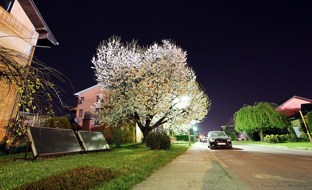 Vrijeme cvjetanja

Foto: Tomislav Paveli

Kljune rijei: vrijeme cvjetanja cvjetanje proljece mrak noc drvo