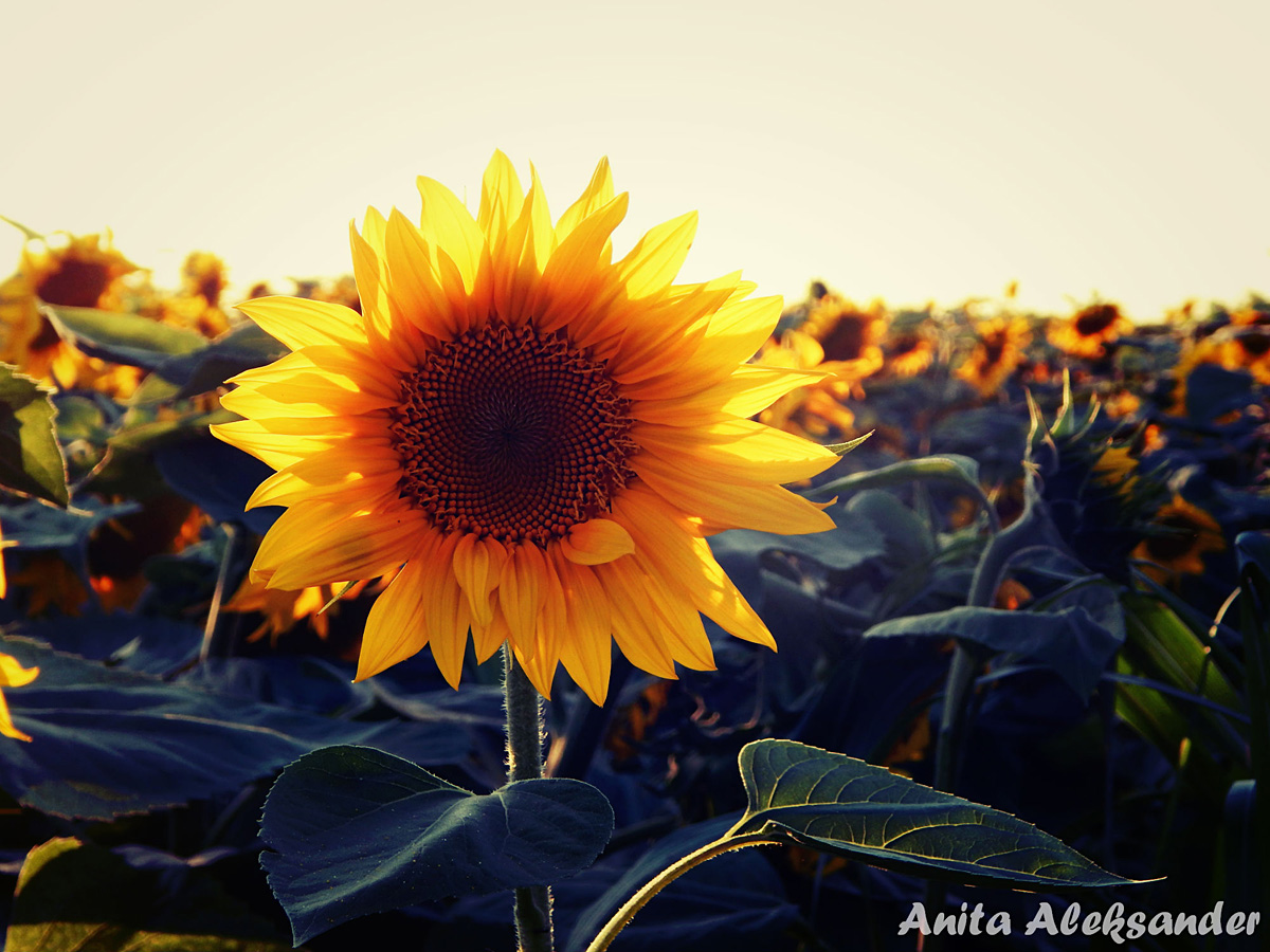 Suncokret

Foto: Anita Aleksander

Kljune rijei: suncokret sunce polje livada