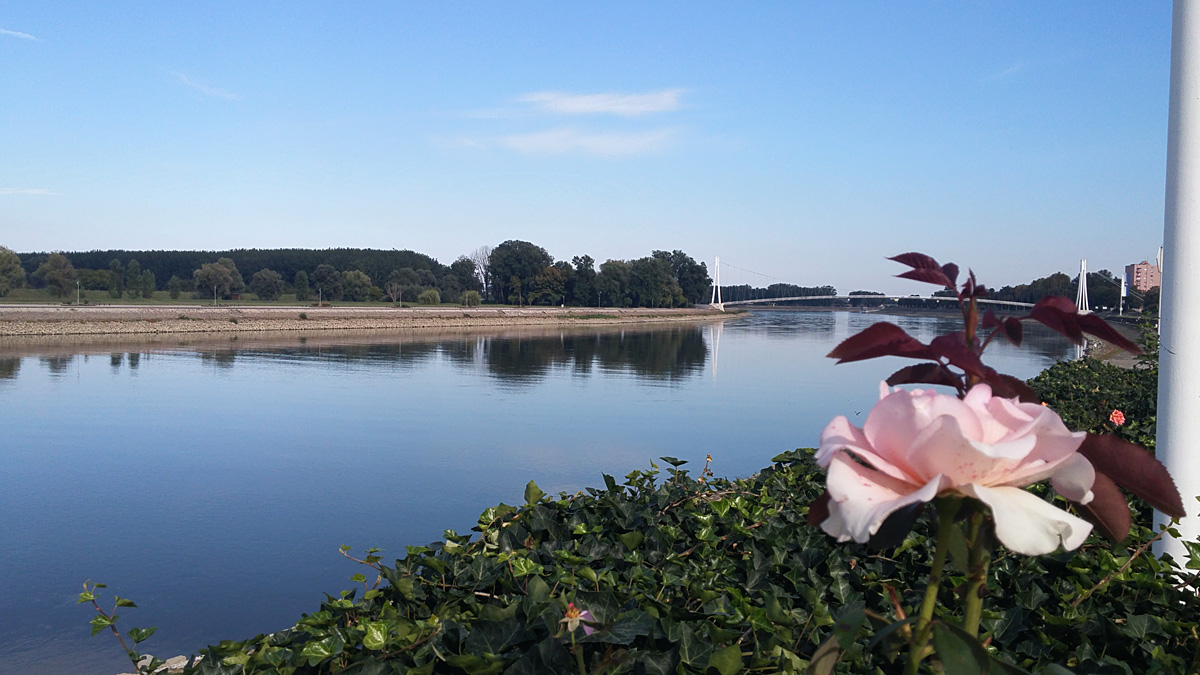 Pozdrav jeseni

Foto: Roberta iri-Vinceti

Kljune rijei: jesen drava cvijet