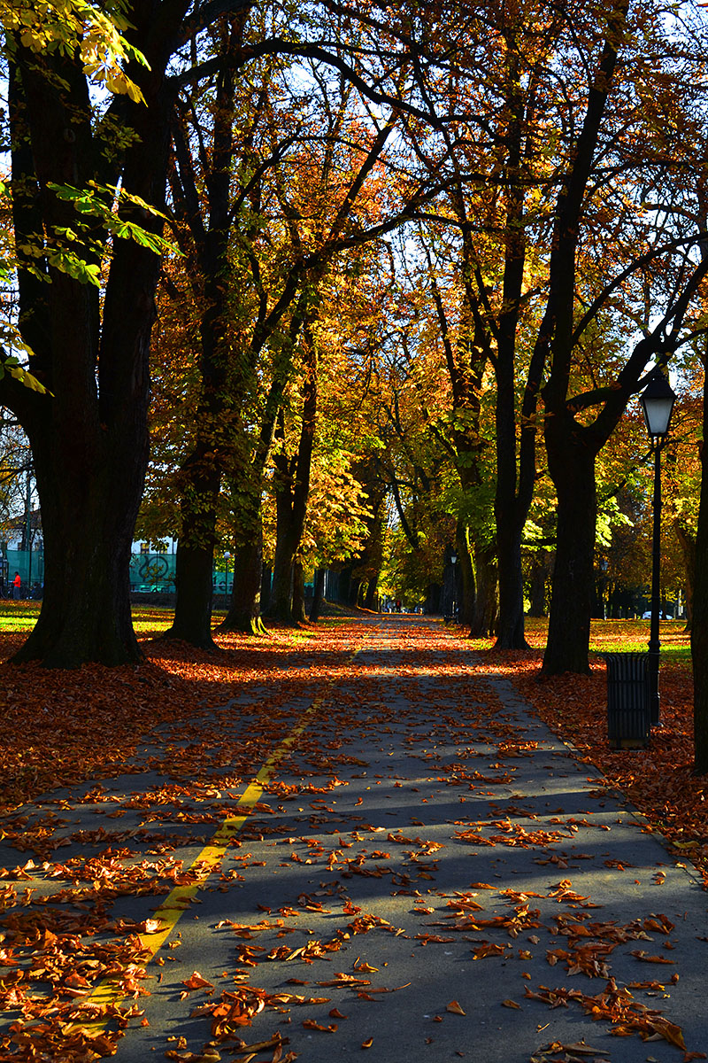 Jesen u parku

Foto: Kristina Demeter

Kljune rijei: jesen park boje lisce