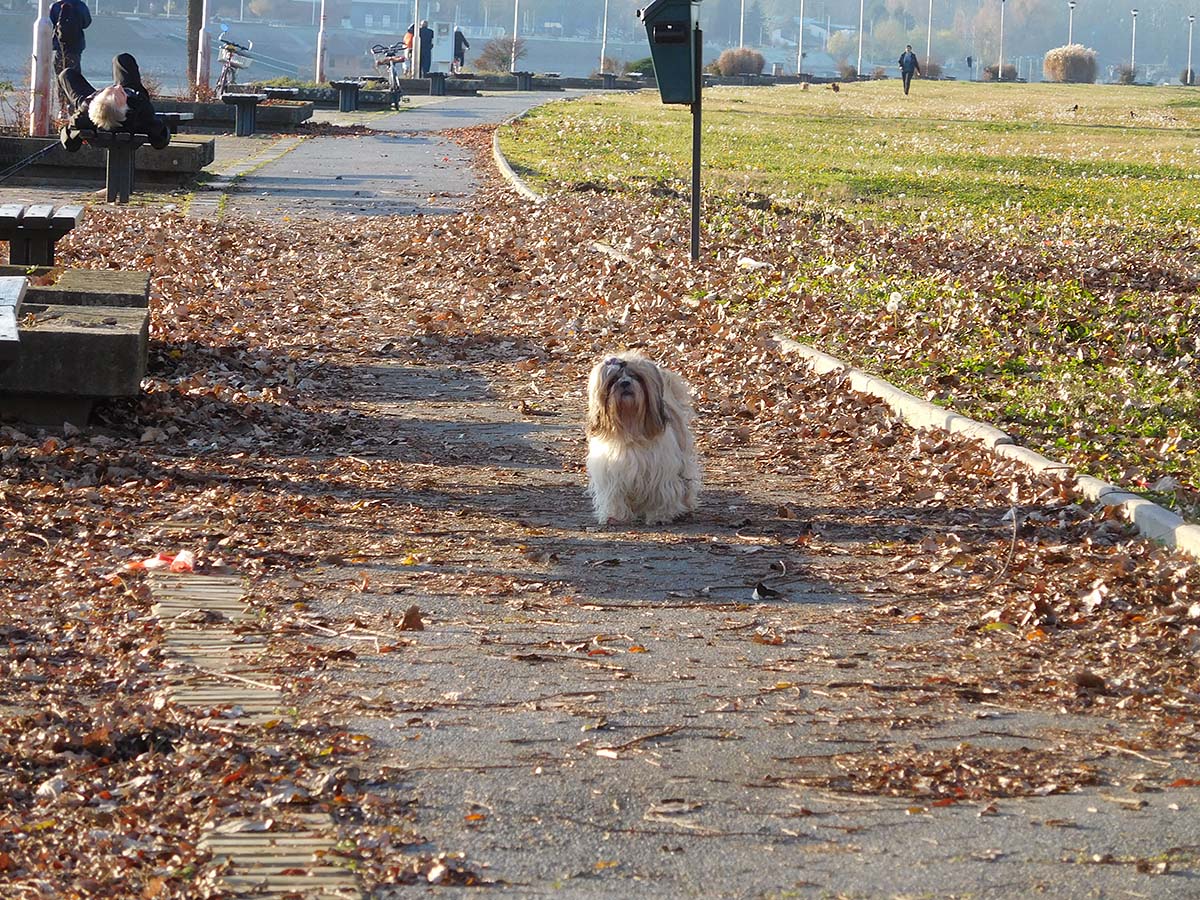 Uz Dravu

Foto: Vlado Ben

Kljune rijei: drava promenada jesen setnja pas