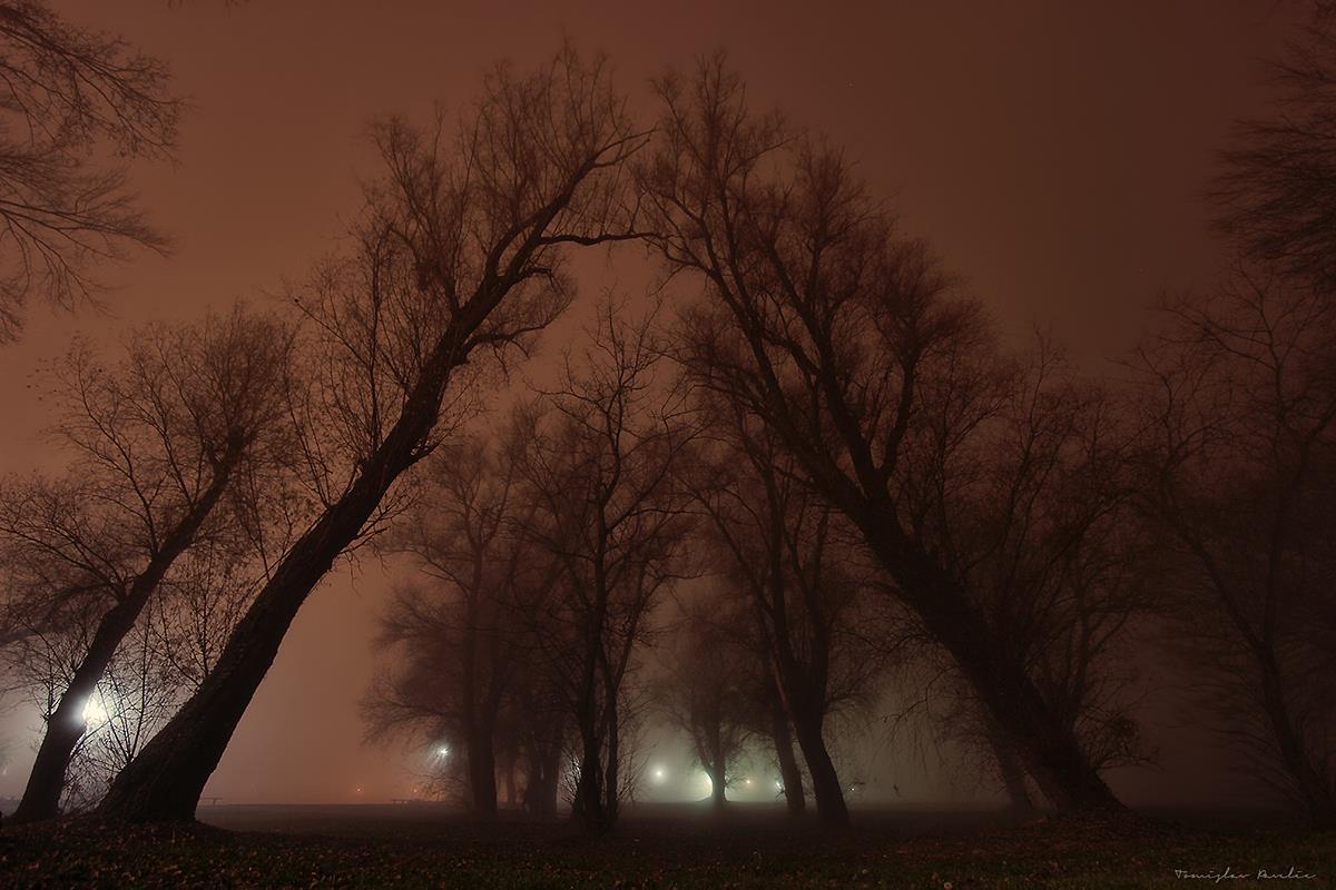 Gusta magla

Foto: Tomislav Paveli

Kljune rijei: magla suma noc
